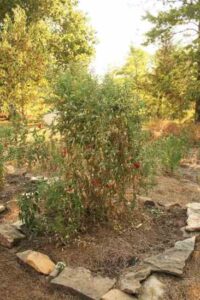 Efficient Garden Planning in Simple Steps Image